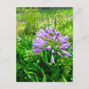 Flower Power - 5 Postcard
