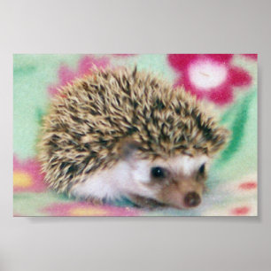 Flower Power Hedgehog Poster