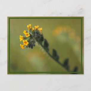 flower power postcard