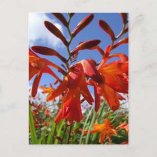 Flower power theme postcard
