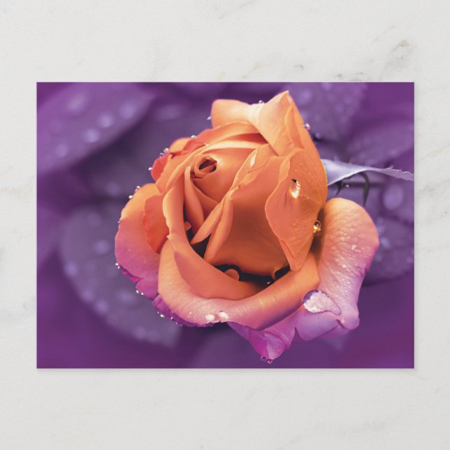  Flower & Raindrops, Purple & Orange Duotone Postcard (Front)
