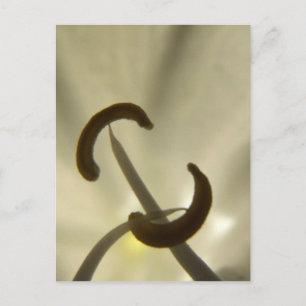 Flower Seeds Postcard