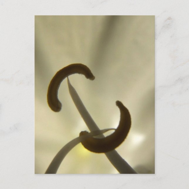 Flower Seeds Postcard (Front)