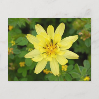 Flower series 2007 postcard