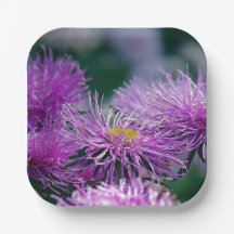 Flower Stories/Aster Flower