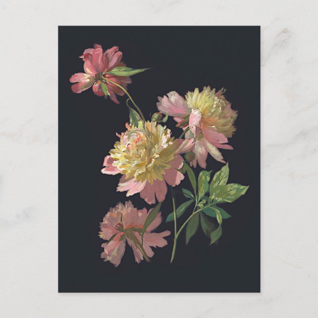 Flower Study Peonies Art Postcard (Front)