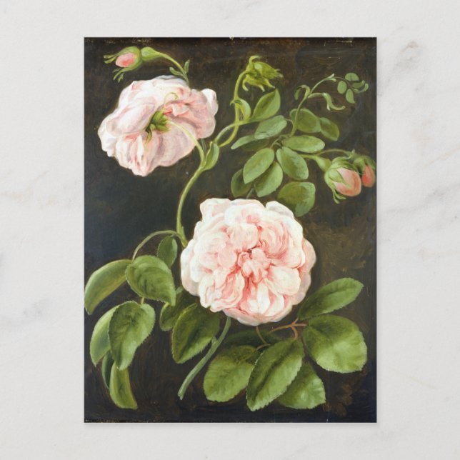 Flower Study Postcard (Front)