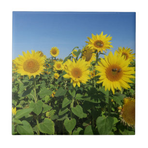 flower, sun, plant, nature, summer, floral, tile