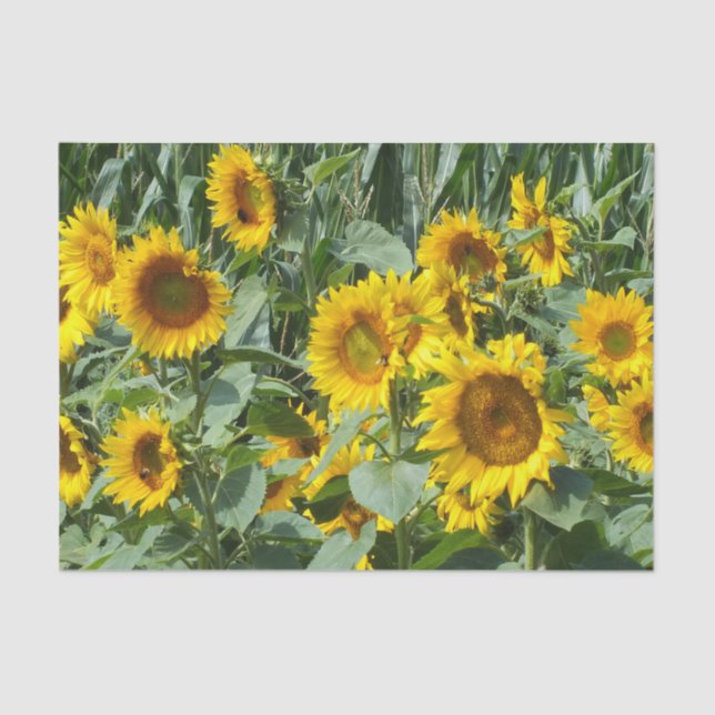 flower, sun, plant, nature, summer, floral, tissue paper (Front)