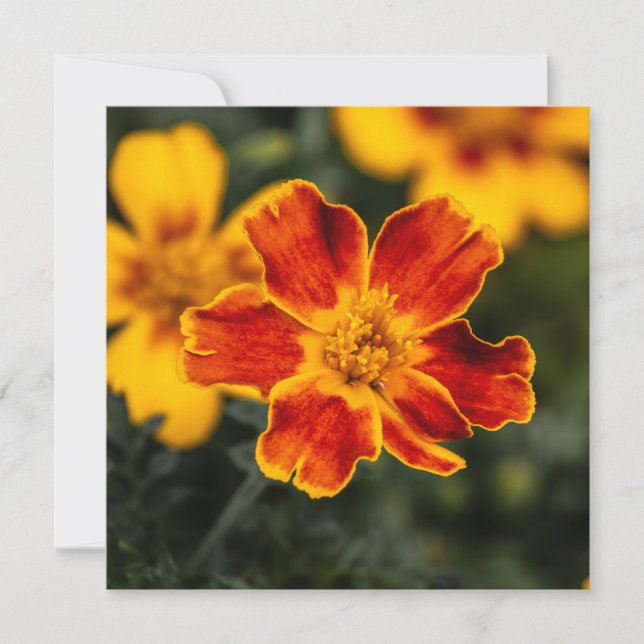 Flower Thank You (Front)