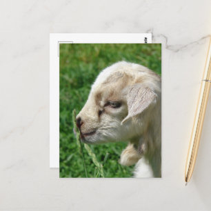 Flower the Baby Goat Postcard