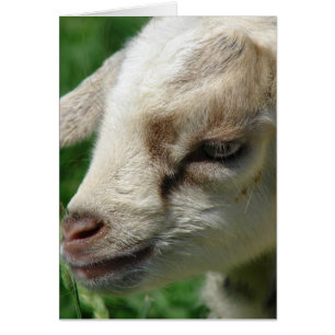 Flower the Goat Kid