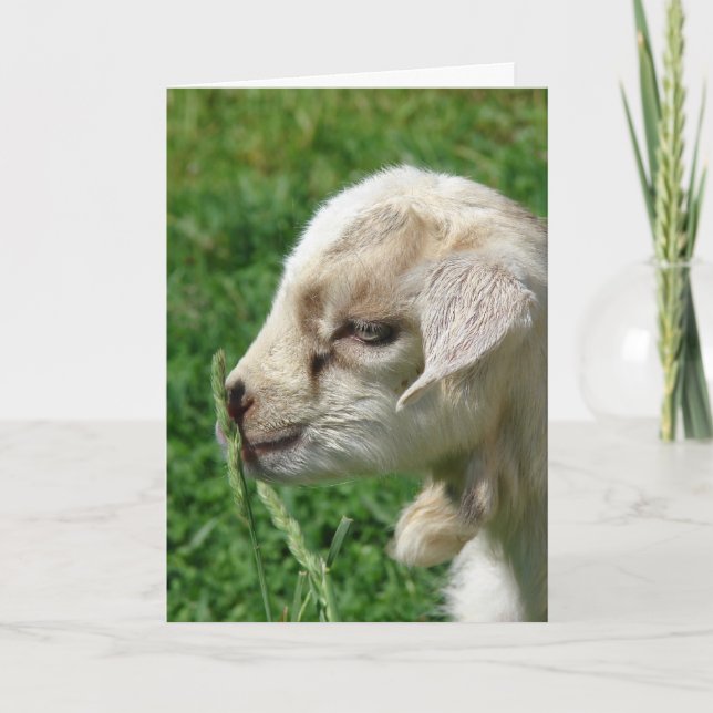 Flower the Goat Kid Easter Card (Front)
