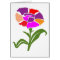 FLOWER : Unusual  Colour Scheme