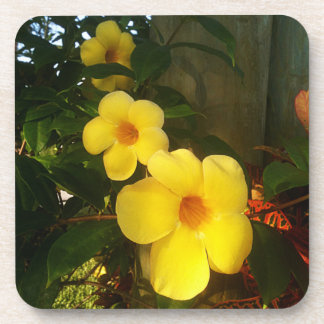 Flower Yellow Cocoa Beach 2014 jGibney The MUSEUM Coaster