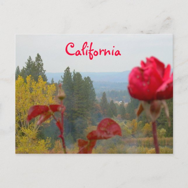 Flowered California Postcard (Front)