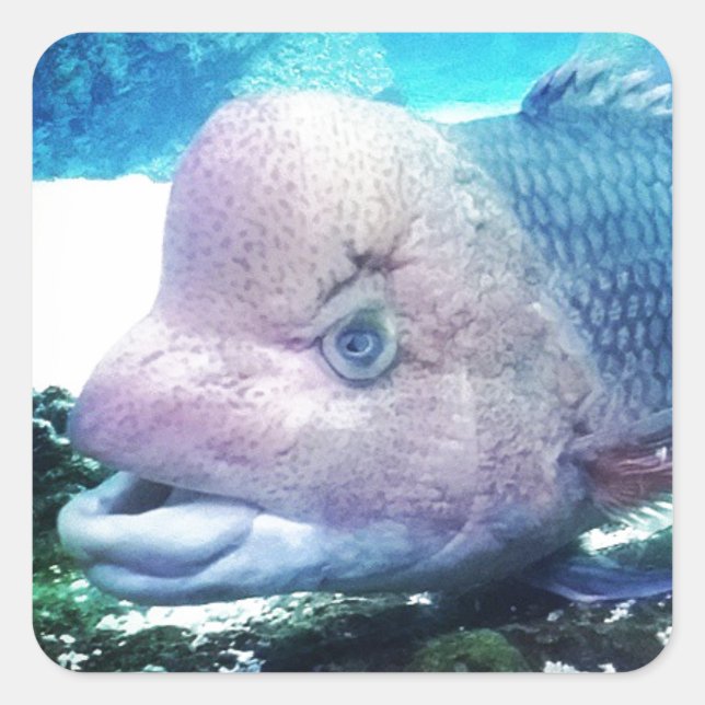 Flowerhorn Cichlid Fish Square Sticker (Front)