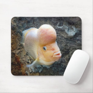 Flowerhorn Fish  Mouse Mat