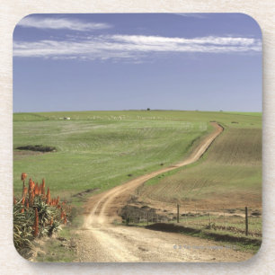 Flowering aloes near Caledon, Western Cape Coaster