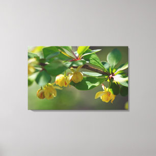 Flowering Barberry - Springtime Canvas Print