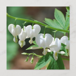 Flowering Bleeding Heart Invitations
