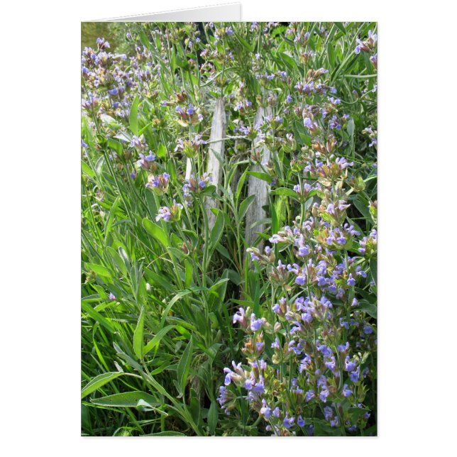 Flowering Blue Sage Blank Cards (Front)