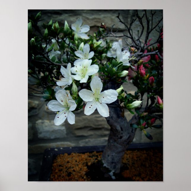 Flowering Bonsai Poster (Front)
