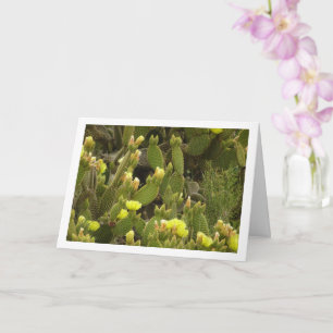 Flowering Bunny Ears Cactus, Opuntia Microdasys  Card