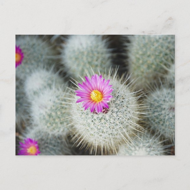 Flowering cacti (Thelocactus macdowellii) Postcard (Front)