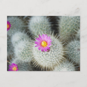Flowering cacti (Thelocactus macdowellii) Postcard