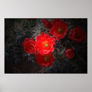 Flowering Cactus, Canvas Poster