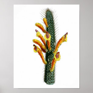 Flowering Cactus No3 Vintage Natural History Print