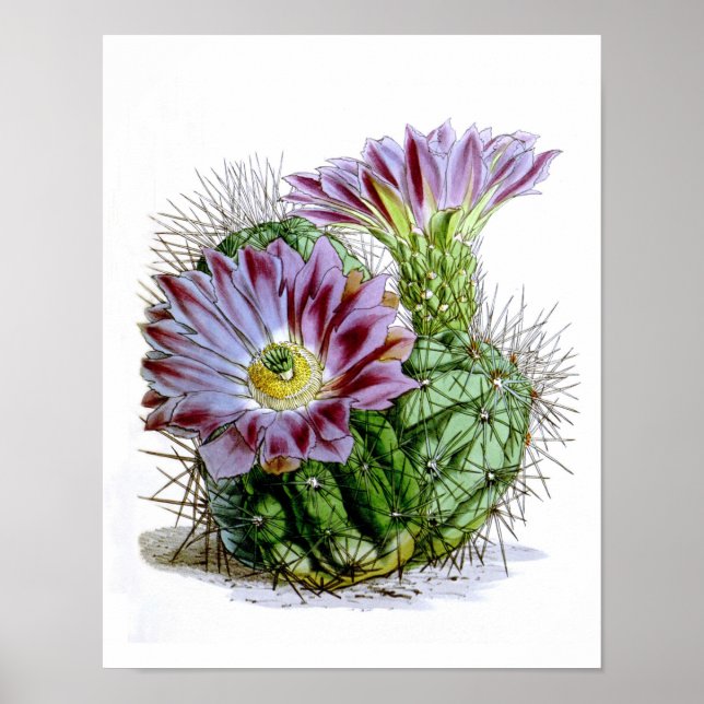 Flowering Cactus No4 Vintage Natural History Print (Front)