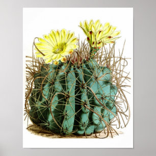 Flowering Cactus No5 Vintage Natural History Print