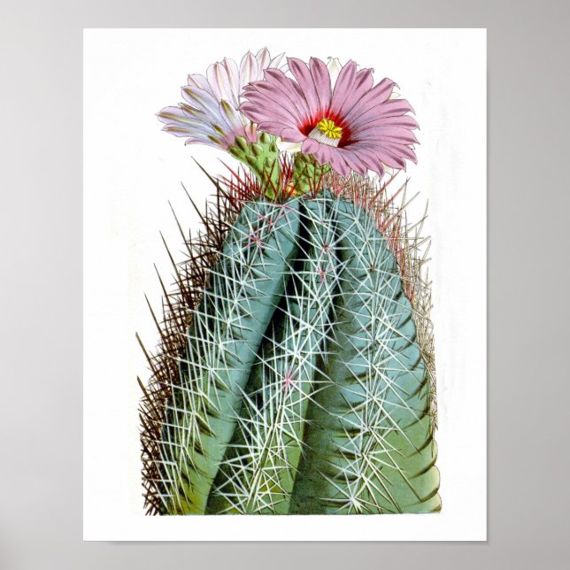 Flowering Cactus No6 Vintage Natural History Print (Front)