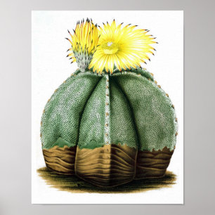 Flowering Cactus No7 Vintage Natural History Print