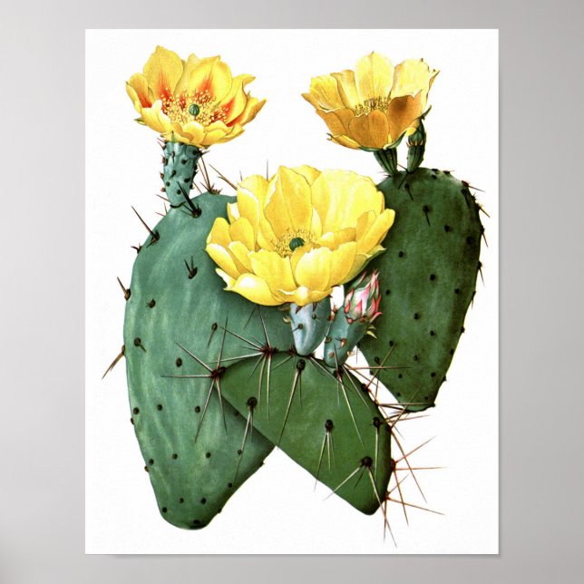 Flowering Cactus No8 Vintage Natural History Print (Front)