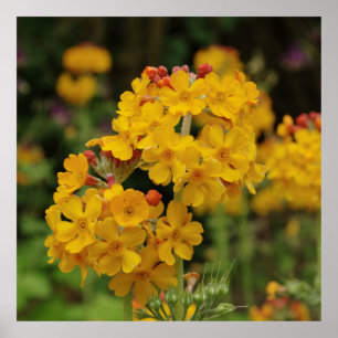 Flowering Candelabra Primula Poster