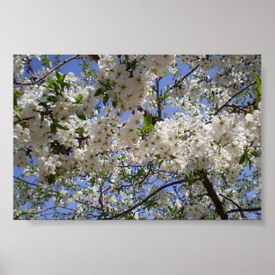 Flowering cherries in May 2011 in the garden Poster