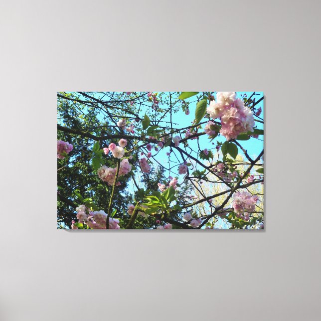 Flowering Cherry, Nature, Tree, Blossom, Canvas (Front)