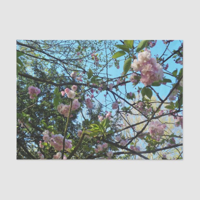 Flowering Cherry Tree Blossom Nature, Tissue Paper (Front)