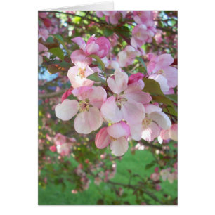 Flowering Crab-apple Blossoms