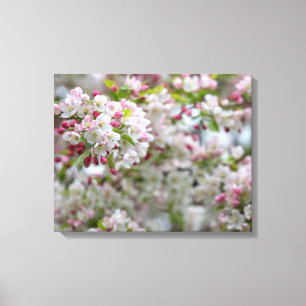 Flowering Crab-apple Canvas Print