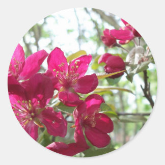 Flowering Crab Apple Tree Sticker