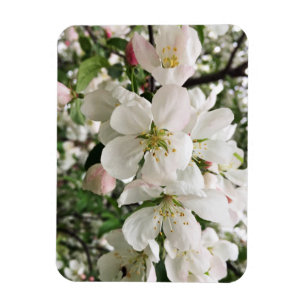 Flowering Crabapple Magnet