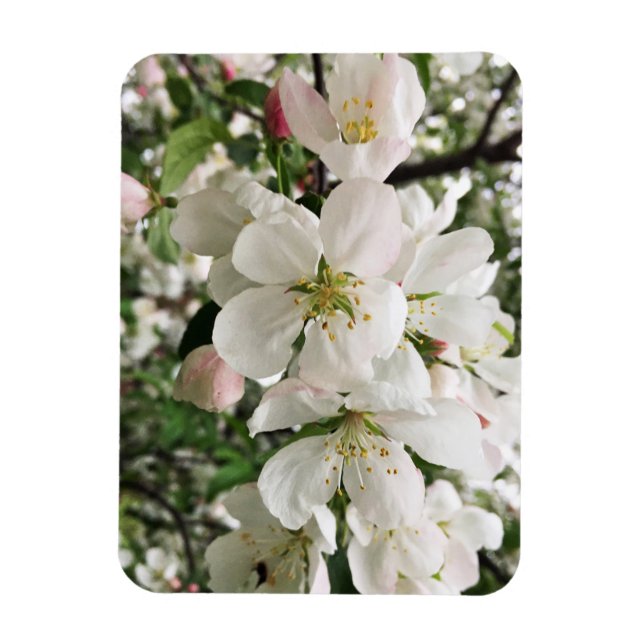 Flowering Crabapple Magnet (Vertical)