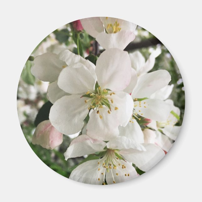 Flowering Crabapple Magnet (Front)