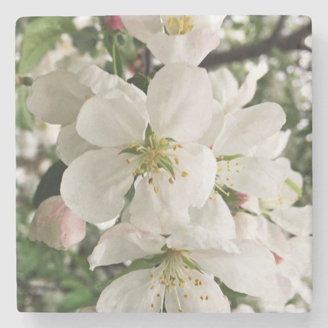 Flowering Crabapple Stone Coaster (Front)