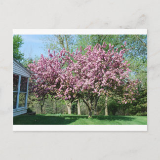 Flowering crabapple trees postcard