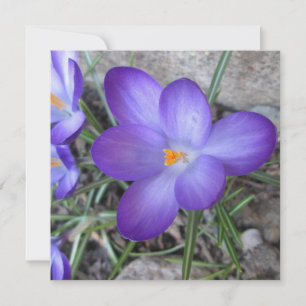 Flowering Crocus Garden Plant